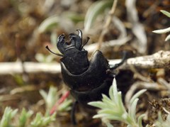 Lethrus apterus