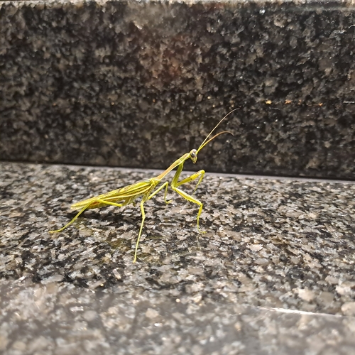 Photo of Zebra Mantis (Omomantis zebrata)