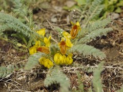 Astragalus buchtormensis