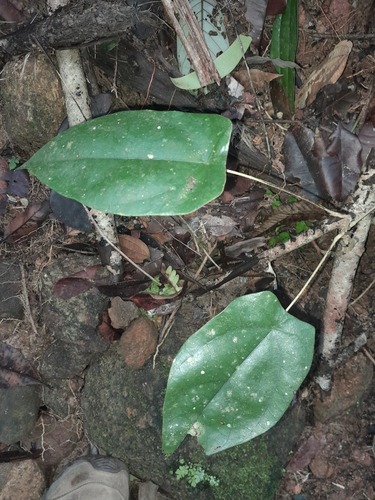 Coscinium fenestratum observed 2023-12-23