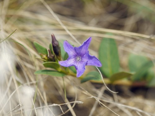 Lesser Periwinkle (Vinca herbacea)