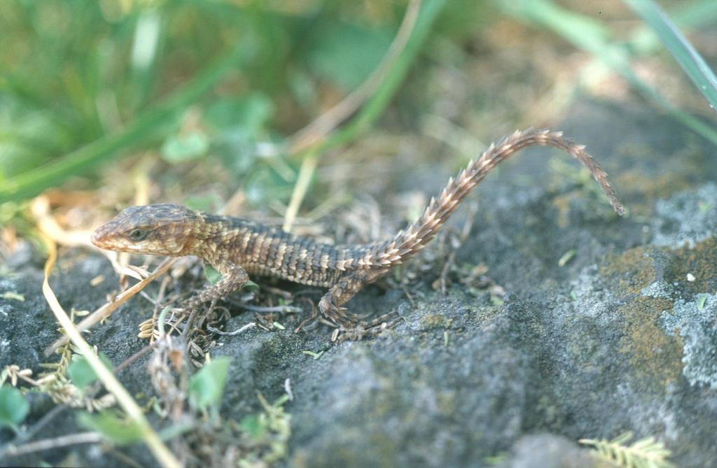 Maasai Girdled Lizard