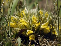 Cymbaria borysthenica