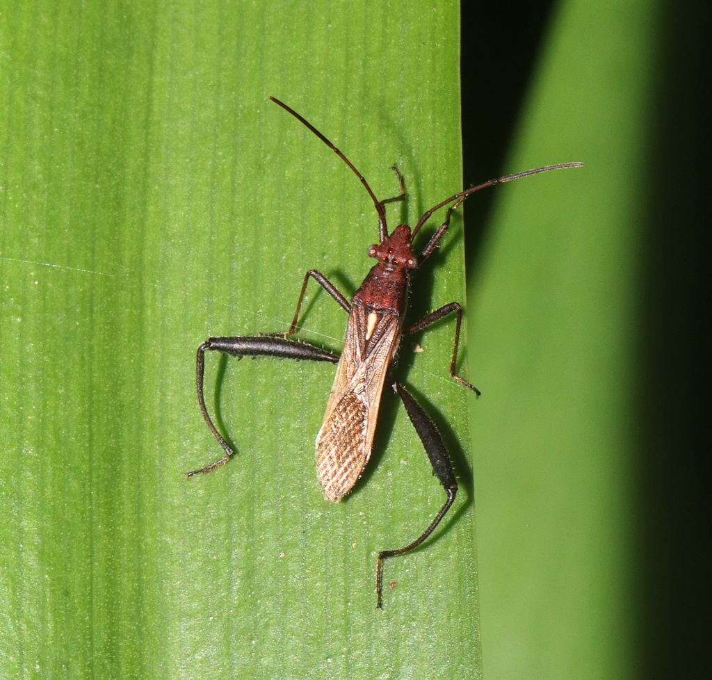 Podsucking Bug