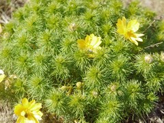 Adonis vernalis