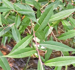 Salix tetrasperma