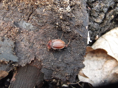 Ophiocordyceps entomorrhiza
