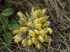 Cymbaria borysthenica