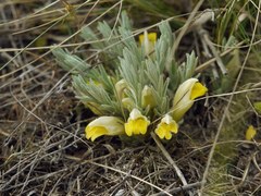 Cymbaria borysthenica