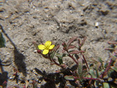 Camissonia dentata