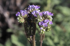 Phacelia infundibuliformis