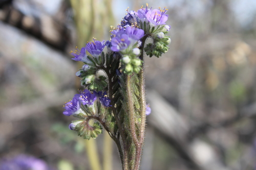 Rio Grande phacelia (Phacelia infundibuliformis)
