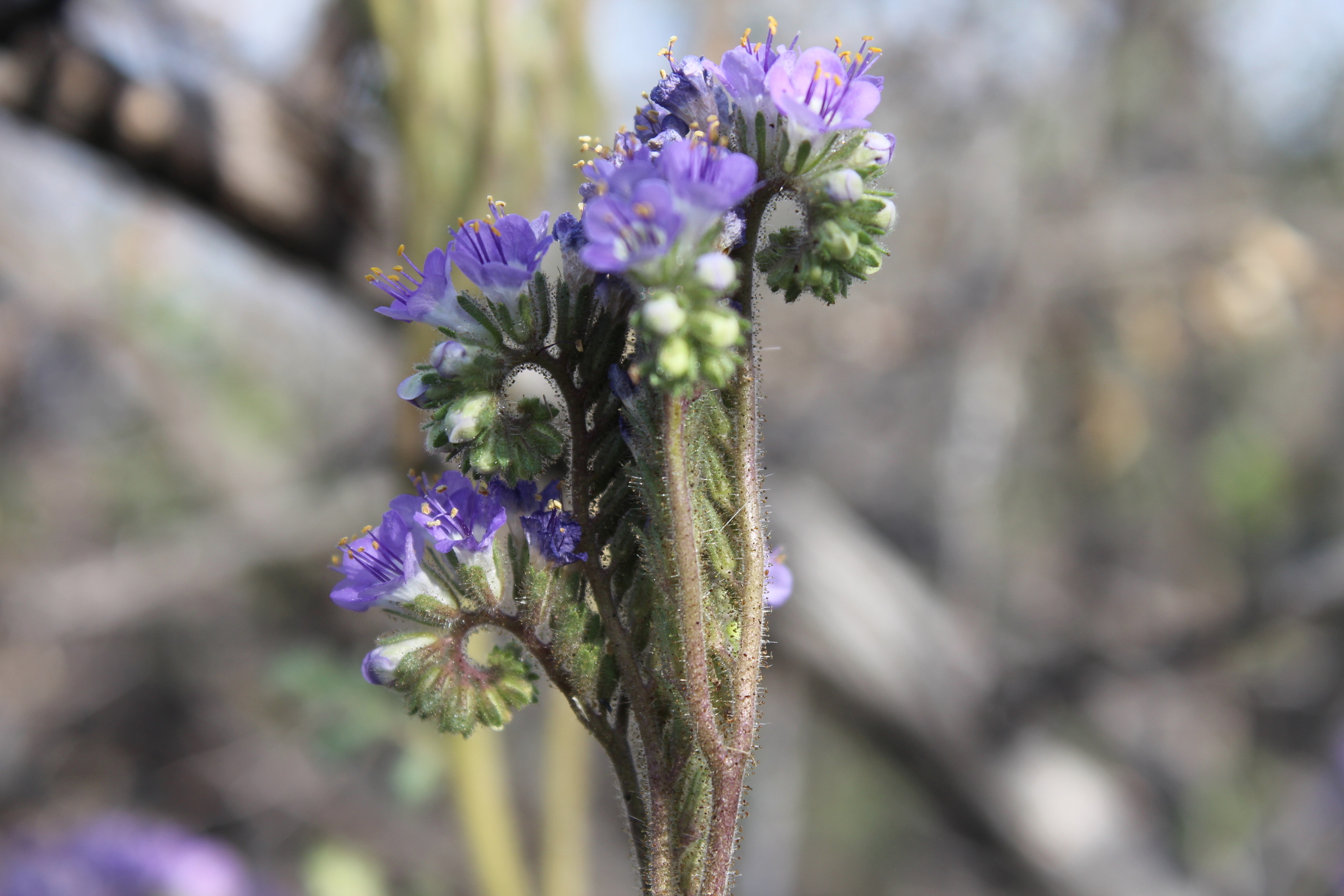 Phacelia infundibuliformis