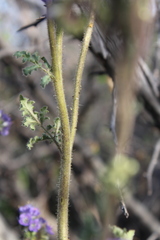 Phacelia infundibuliformis