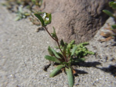 Plagiobothrys myosotoides