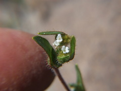 Plagiobothrys myosotoides