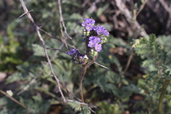 Phacelia infundibuliformis