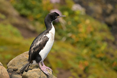 Auckland Shag photo 2