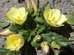 Acaulimalva weberbaueri