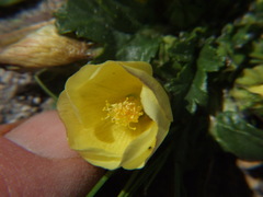 Acaulimalva weberbaueri