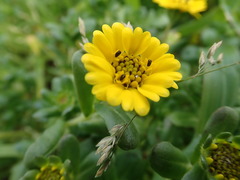 Layia chrysanthemoides