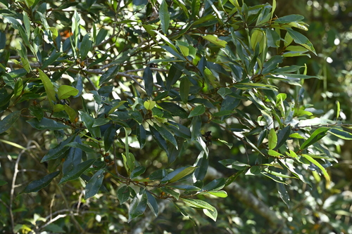 Image of Magnolia compressa by (c) 曾昱承 Yu-Cheng Zeng, some rights reserved (CC BY)