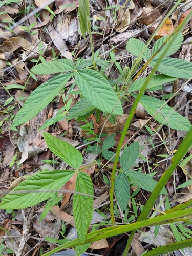 Image of Flemingia parviflora by (c) Tony van Kampen, some rights reserved (CC BY)