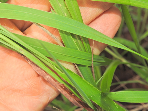 Image of Ischaemum australe by (c) Scott W. Gavins, some rights reserved (CC BY)