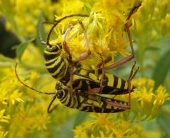 Megacyllene robiniae