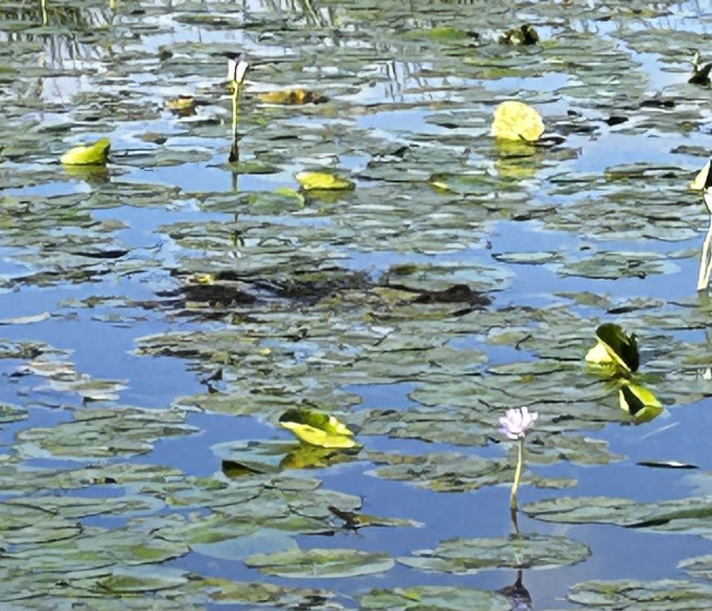 Platypus from Gap Rd, Alstonville, NSW, AU on January 13, 2024 at 0733