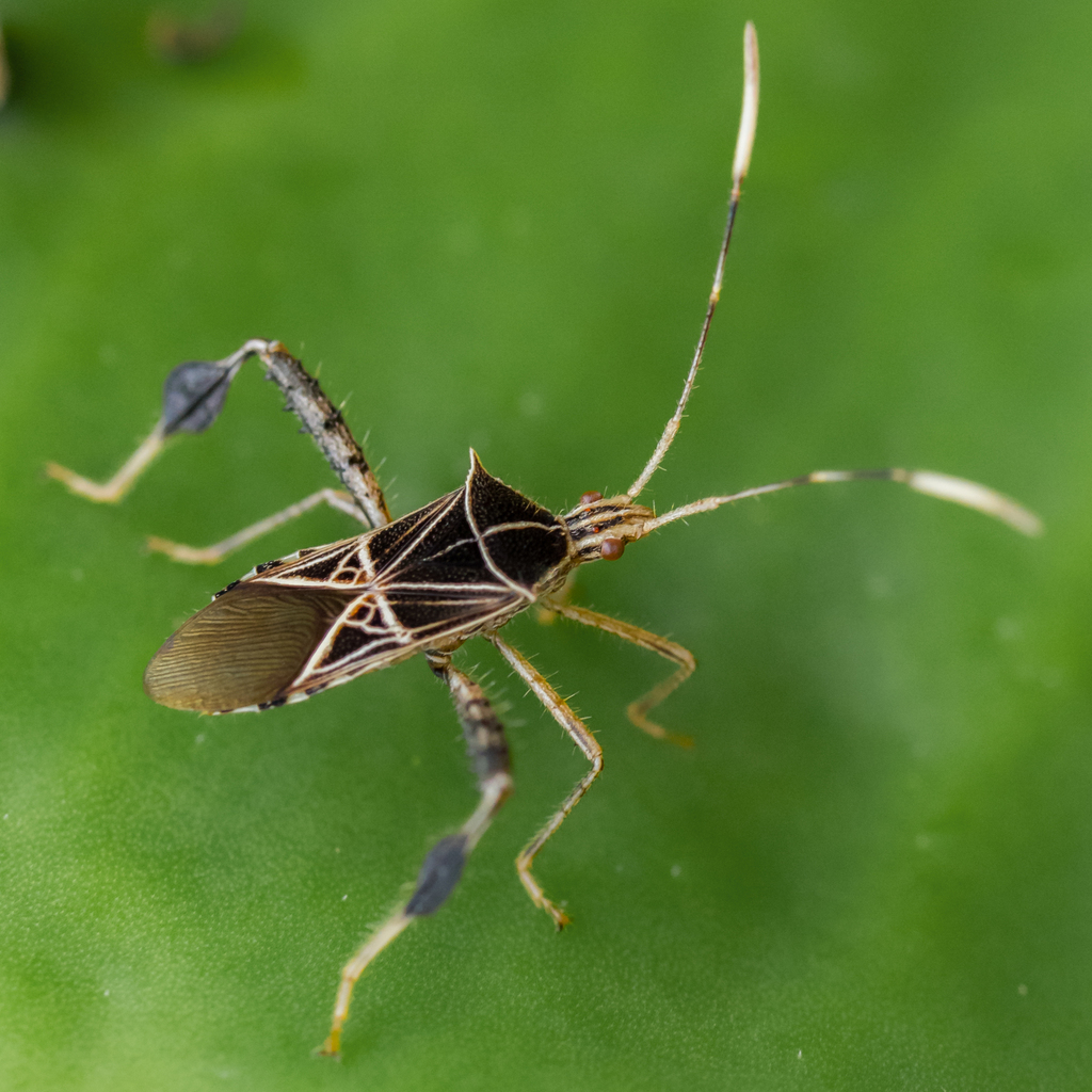 Leptoglossus talamancanus