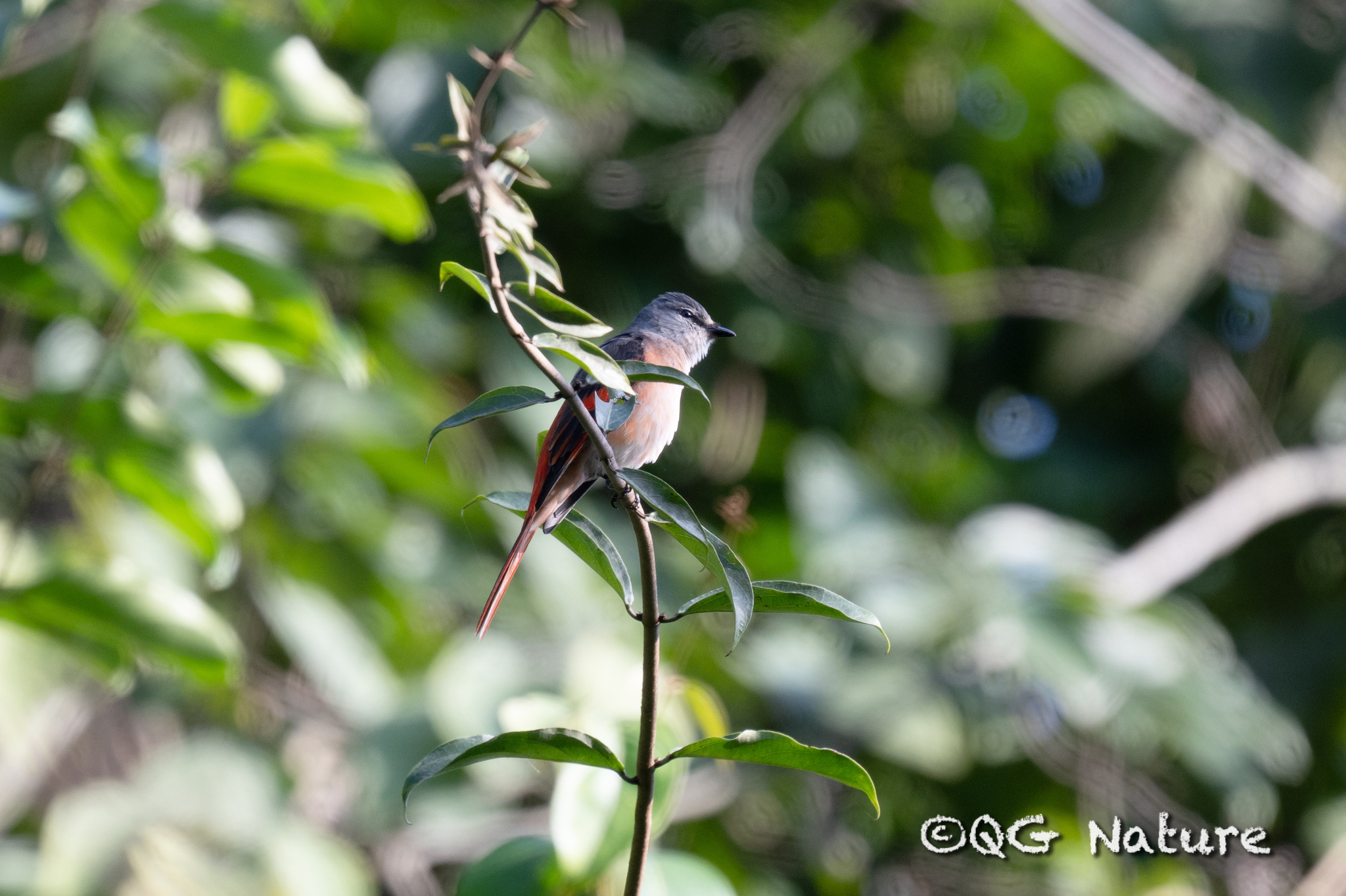 Rosy Minivet