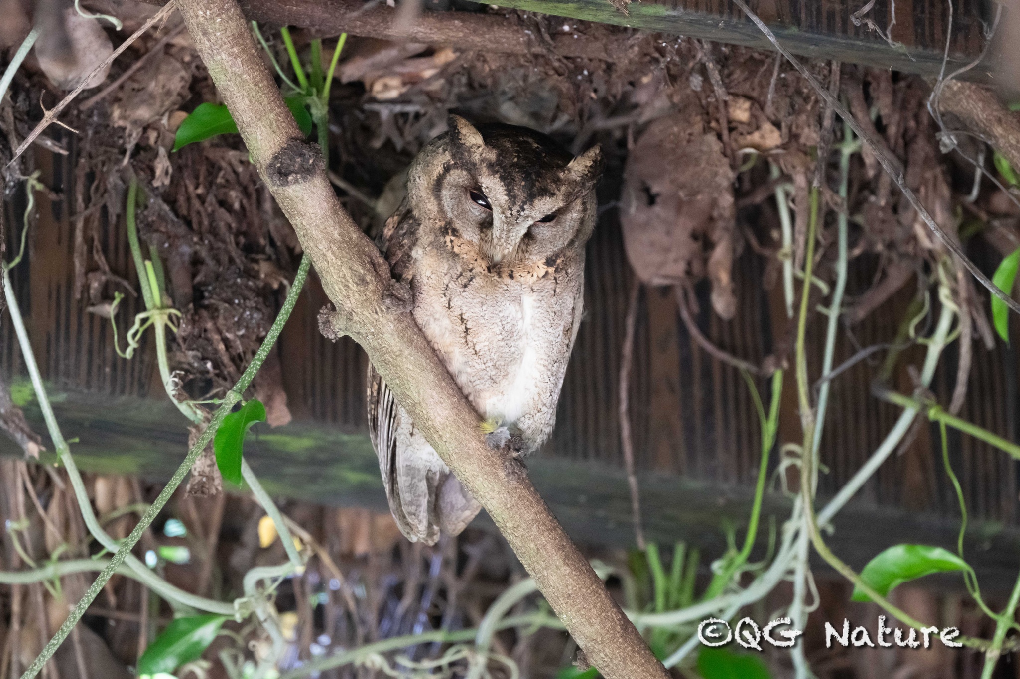 Collared Scops Owl
