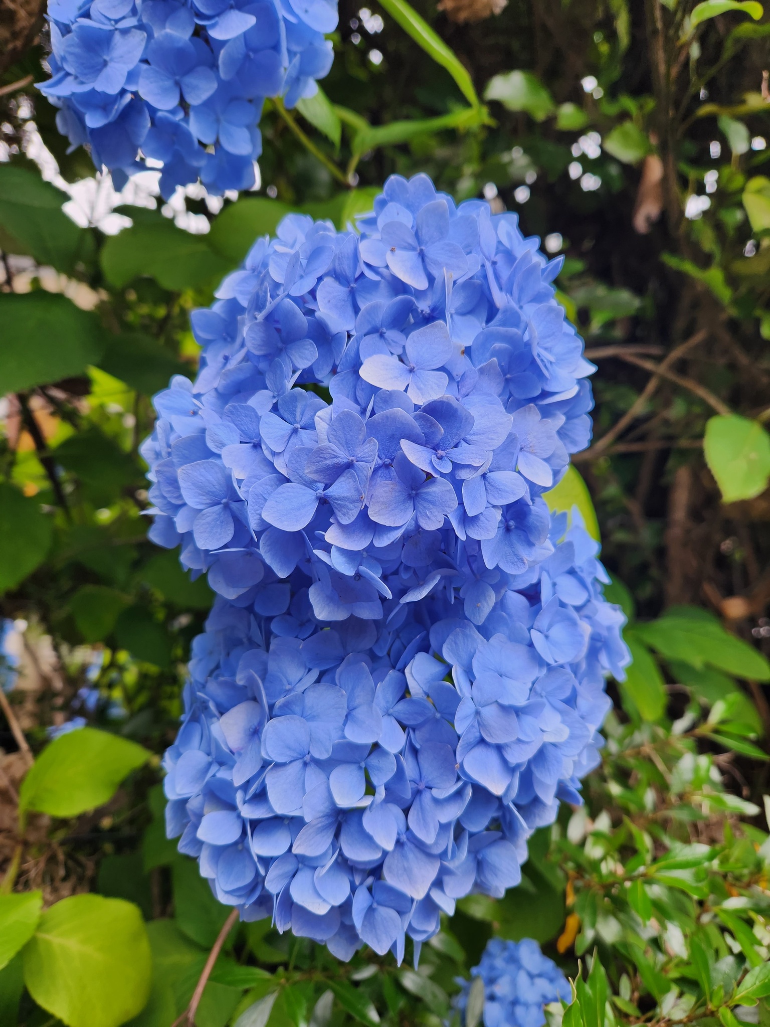 Imagem de Hortênsia