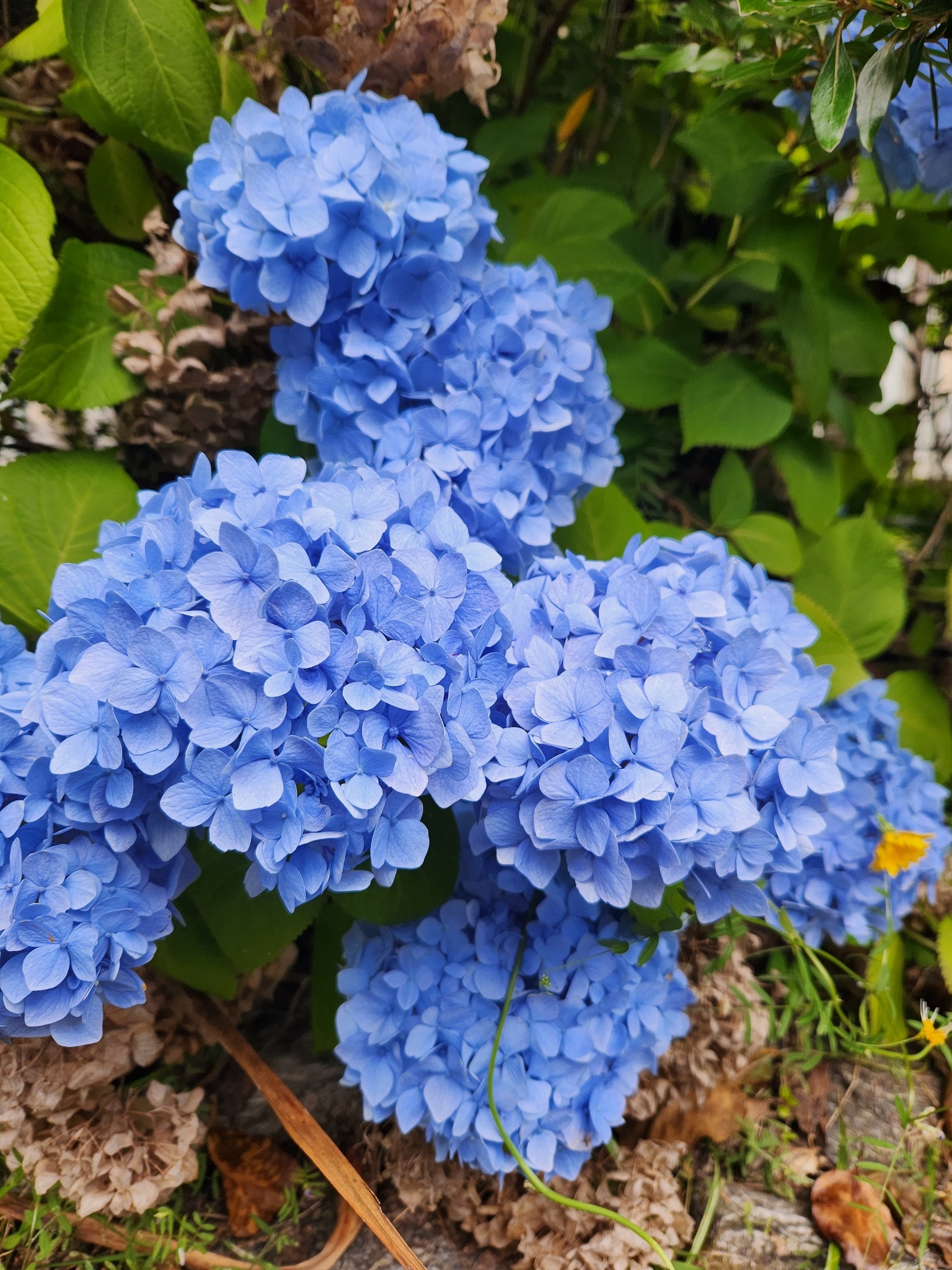Imagem de Hortênsia