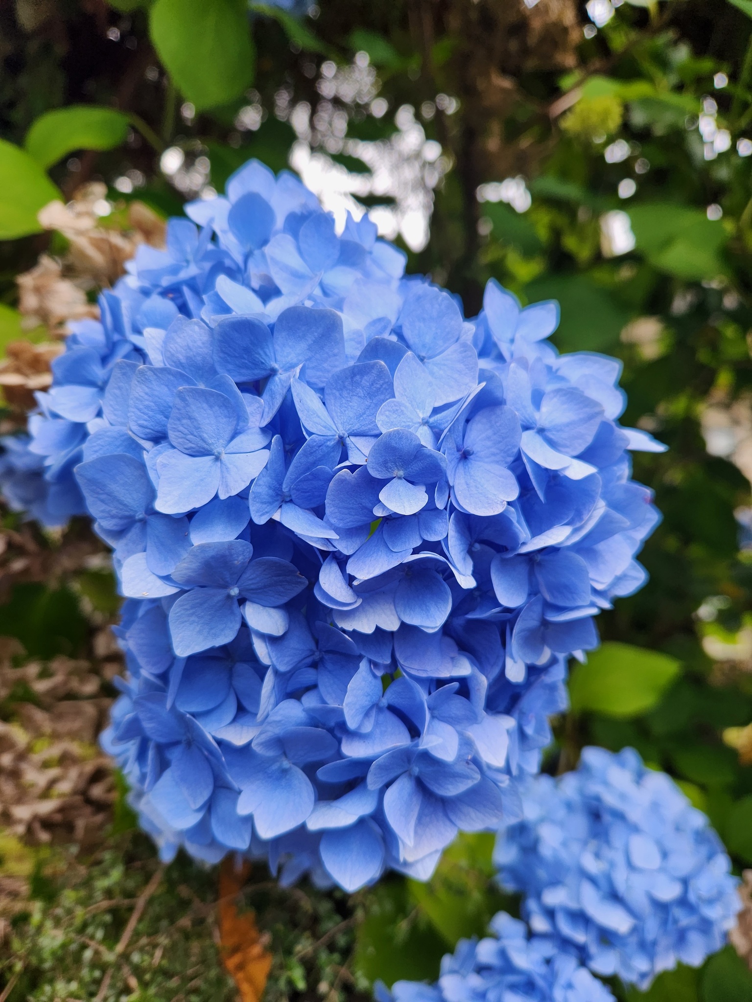 Imagem de Hortênsia