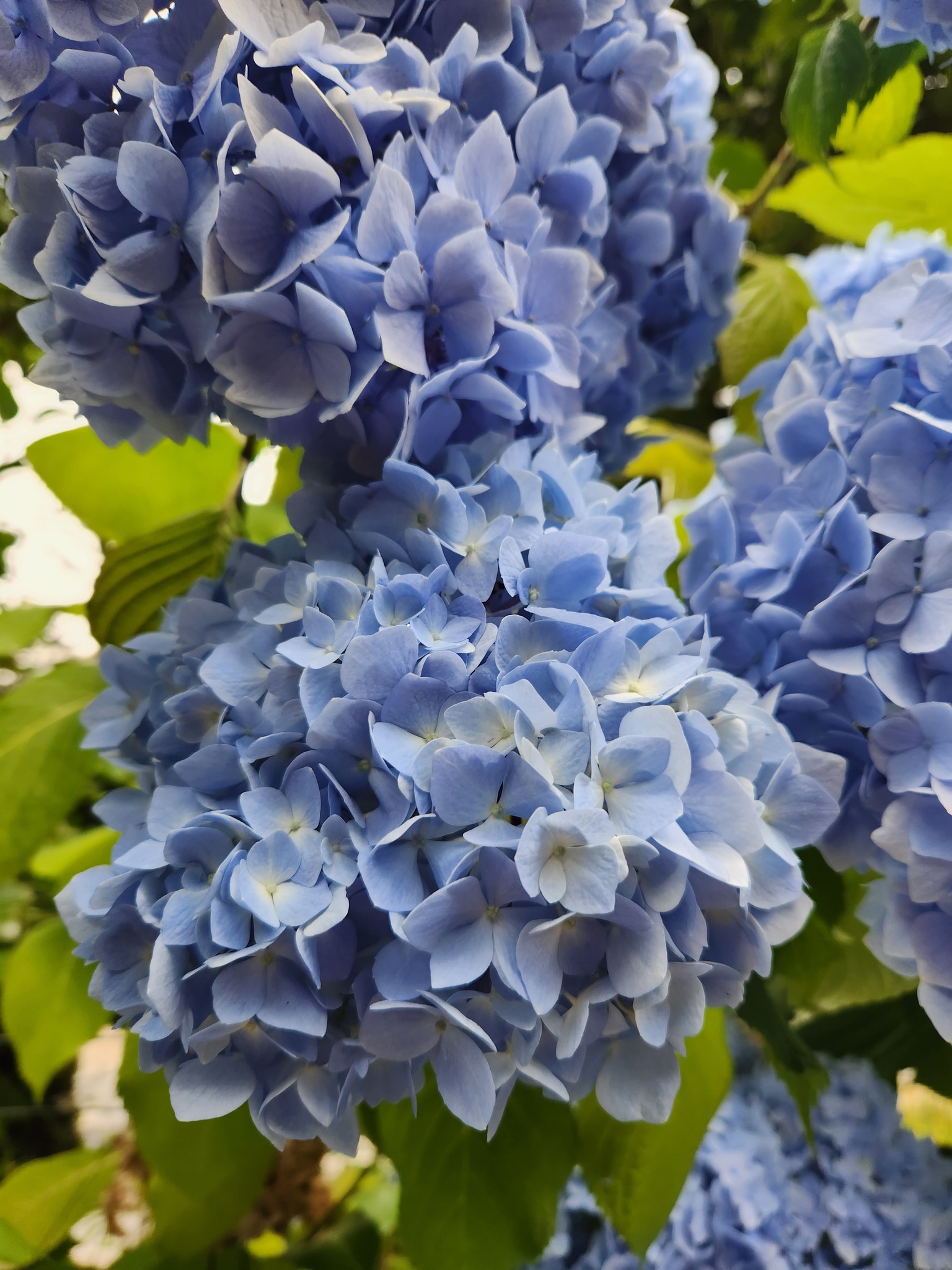 Imagem de Hortênsia