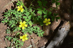 Oxalis corniculata