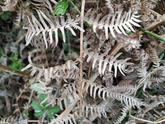 Pteridium tauricum