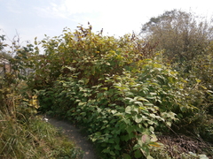 Reynoutria × bohemica