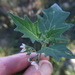 Solanum excisirhombeum - Photo (c) cstobie, some rights reserved (CC BY), uploaded by cstobie