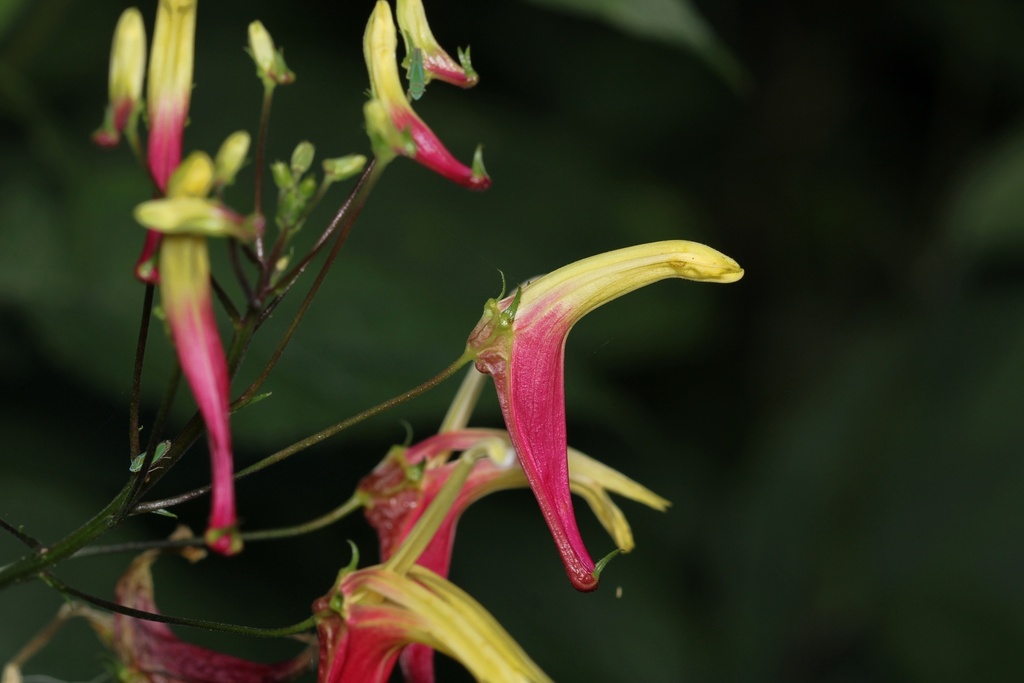 Heterotoma lobelioides