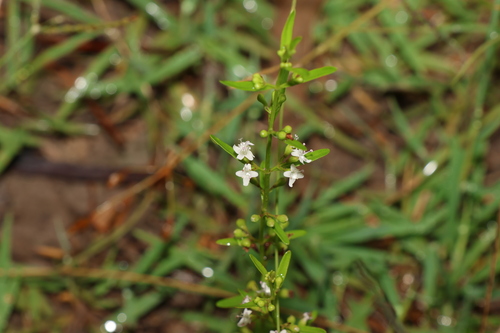 Image of Mentha satureioides by (c) Greg Tasney, some rights reserved (CC BY-SA)