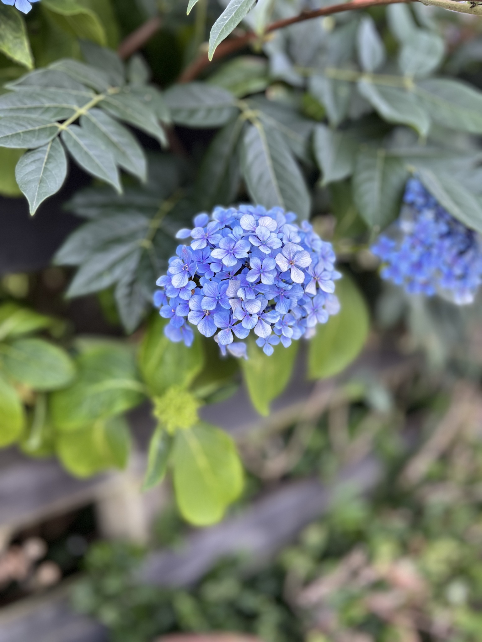 Imagem de Hortênsia