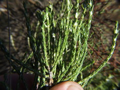 Parastrephia quadrangularis