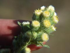 Laennecia artemisiifolia