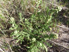 Laennecia artemisiifolia