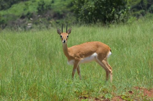 Oribi
