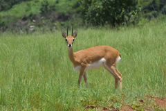 Oribi photo 5
