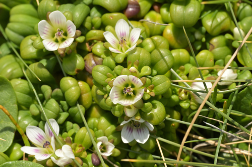 Image of Gentianella cerina by (c) Christopher Stephens, some rights reserved (CC BY-SA)